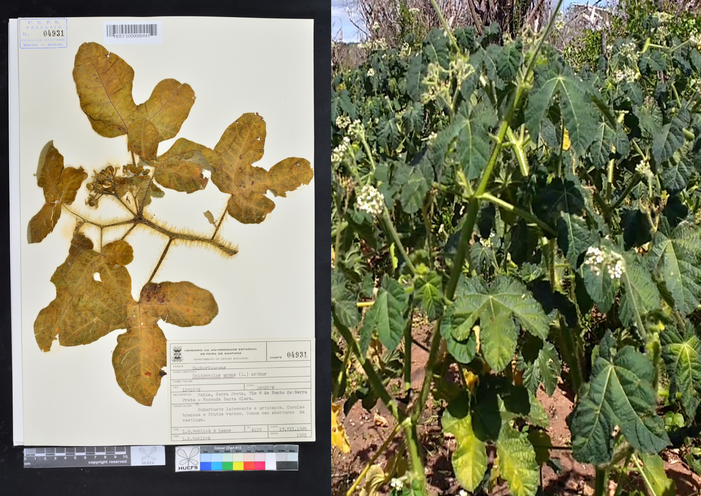 Cnidoscolus urens (L.) Arthur