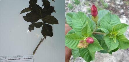 Allamanda blanchetii A.DC.