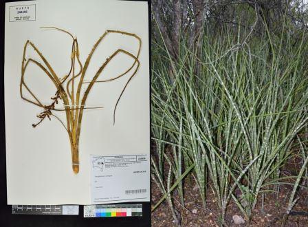 Neoglaziovia variegata (Arruda) Mez