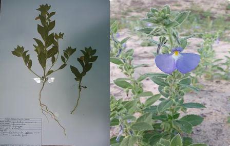 Hybanthus arenarius Ule