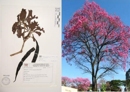 Tabebuia impertiginosa (Mart. Ex DC.) Standl