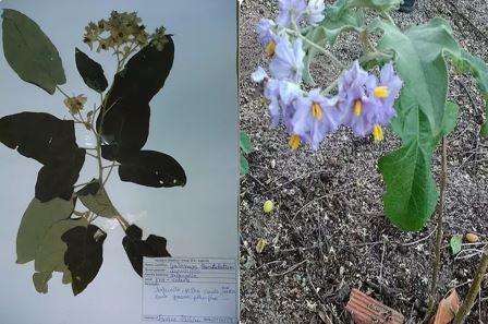 Solanum paniculatum L.