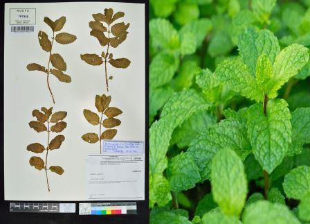 Mentha spicata L.