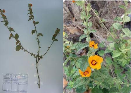 Sida galheirensis Ulbr.