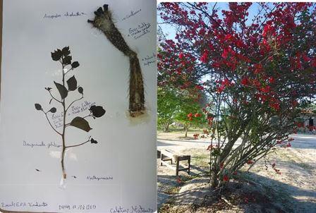 Bougainvillea glabra Choisy.