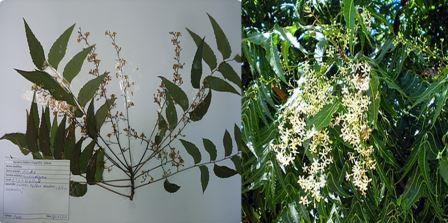 Azadirachta indica A.Juss