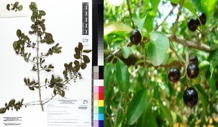 Sideroxylon obtusifolium (Roem. & Schult.) T.D.Penn.