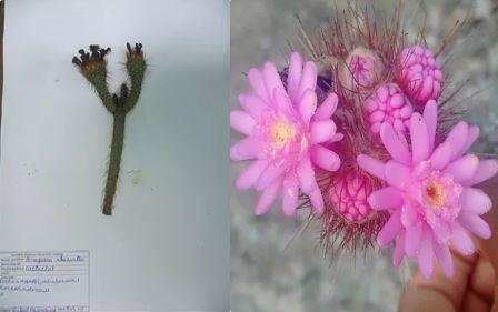 Arrojadoa rhodantha (Gurke) Britton et Rose