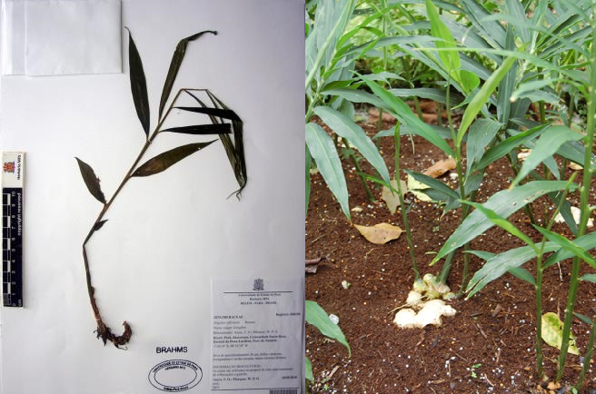 Zingiber officinale 