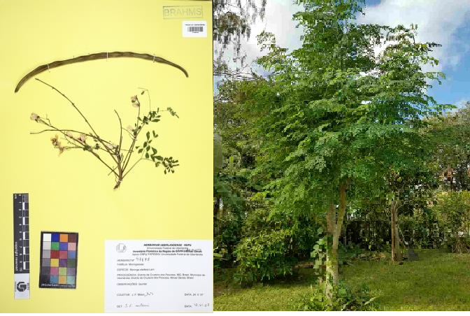 Moringa oleifera Lam.