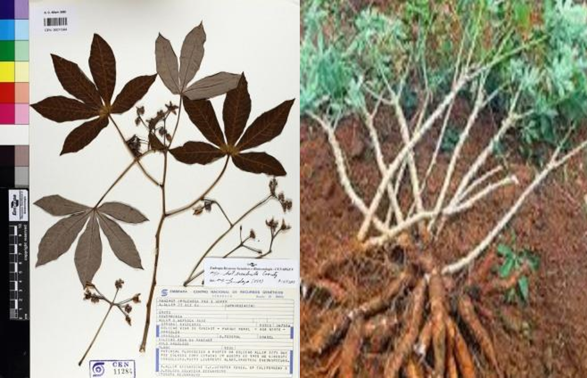 Manihot esculenta Crantz.